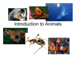 Chapter 27: Introduction to Animals