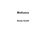 Mollusc study notes