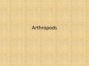 Arthropods Notes