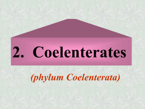 2. Coelenterates