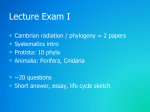 Chapter 8 Phylum Cnidaria