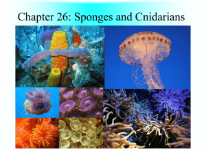 Sponges and Cnidarians Notes PowerPoint