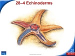 bio 11 echinoderms lesson 4