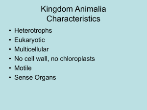 Kingdom Animalia Characteristics
