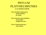 PHYLUM PLATYHELMINTHES - Norman Public Schools