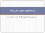 Phylum Echinodermata - THS Aquatic Science