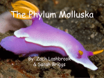 The Phylum Molluska - MUGAN'S BIOLOGY PAGE