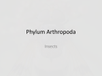 Phylum Arthropoda - Mediapolis Community School