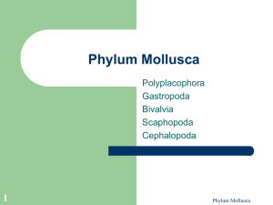 Phylum Mollusca - Killeen Independent School District