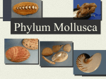 Phylum Mollusca