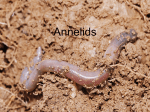 Annelids - Emerald Meadow Stables
