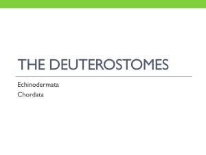 The Deuterostomes