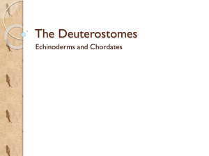 The Deuterostomes