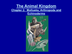 The Animal Kingdom Chapter 2: Mollusks, Arthropods and