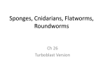 Sponges, Cnidarians, Flatworms, Roundworms