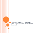 Kingdom animalia