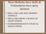 Most Mollusks have shells & Echinoderms have spiny skeleton