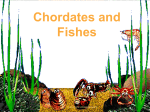 Chordates and Fishes