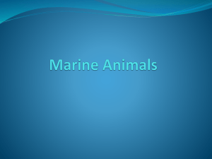 Marine Animals