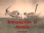 Introduction to animals