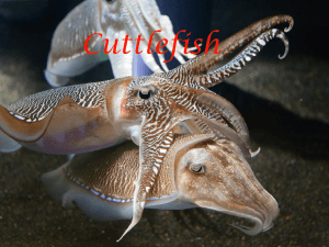 Cuttlefish- Powerpoint