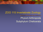 ZOO 115 Invertebrate Zoology