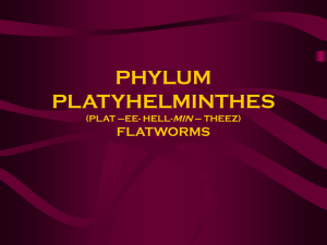 PHYLUM PLATYHELMINTHES (PLAT –EE- HELL