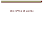 Worm Phyla PowerPoint - Effingham County Schools