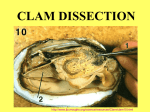 clam dissection ppt
