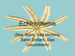 Echinoderms- Powerpoint