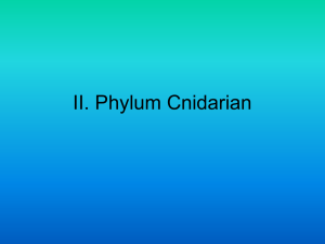 II. Phylum Cnidarian