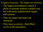 Higher Invertebrate Notes