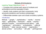 Biology\Mollusks & Echinoderms