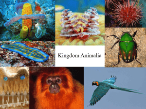 Animalia