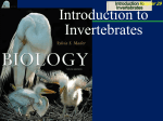 Introduction to Invertebrates