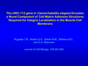 The UNC-112 gene in Caenorhabditis elegans Encodes a Novel