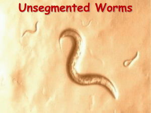 the roundworms