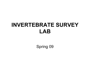 invertebrate survey lab