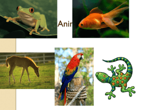 Animalia Powerpoint