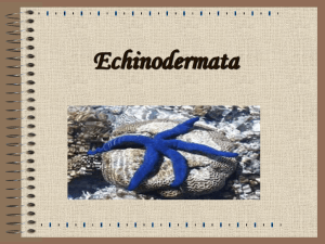 Echinodermata