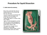 Squid dissection - IGCSE Biology Wikispace