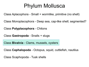 Lecture 10, molluscs 3 - Bivalvia, Cephalapoda