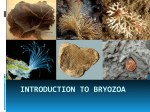 INTRODUCTION_TO_BRYOZOA_2