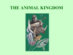 SBI 3U1 Animal Kingdom