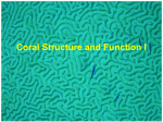 Corals - Structure and Function I
