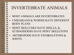 INVERTEBRATE ANIMALS