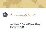 Ocean Animals Part 2