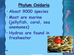 4. Phylum - Cnidaria