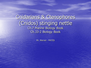 cnidarian - MATES-Biology-I