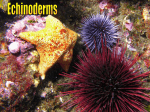 Echinoderms